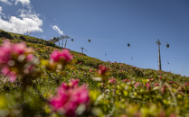 Blühende Alpenrosenwiese mit Gondelbahn im Hintergrund an einem sonnigen Tag | © Bergbahnen Flumserberg AG