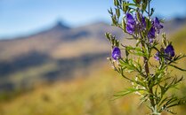 Nahaufnahme einer lila Blume in alpiner Landschaft | © Bergbahnen Flumserberg AG